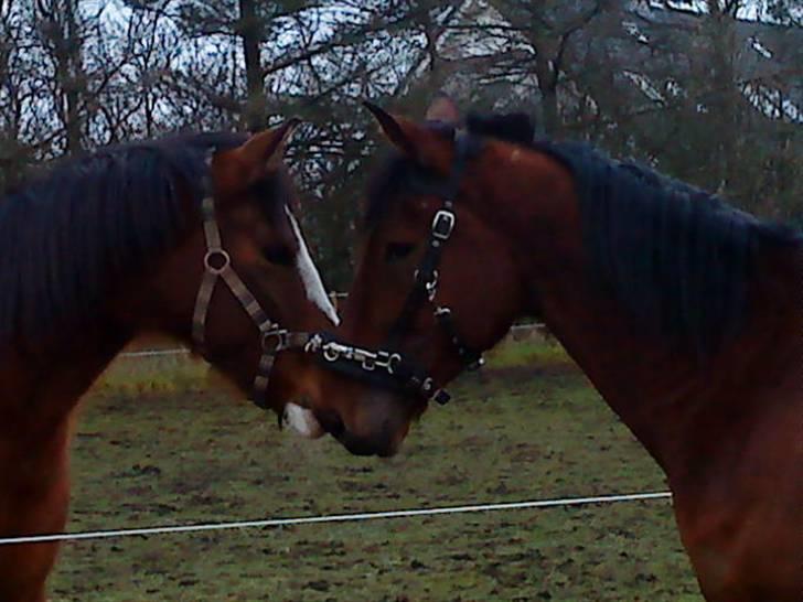 DSP Lunderhedes Mirco solgt - 12. hvem er det (: taget af: Gitte billede 12