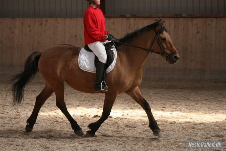 Anden særlig race Flicka billede 5