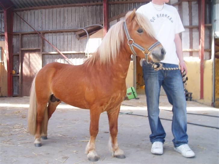 Shetlænder Nørreballes Mini *SOLGT* billede 9