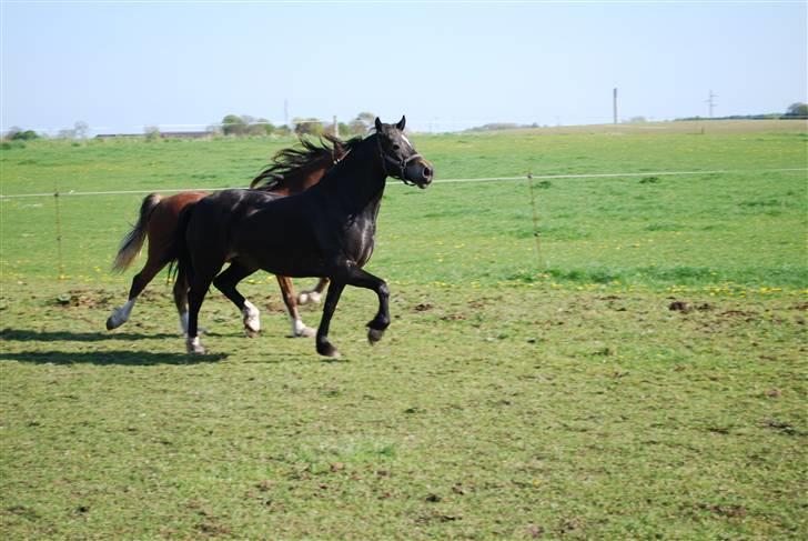 Welsh Cob (sec D) Lindbergs Dawn Impression - Impe traver billede 9