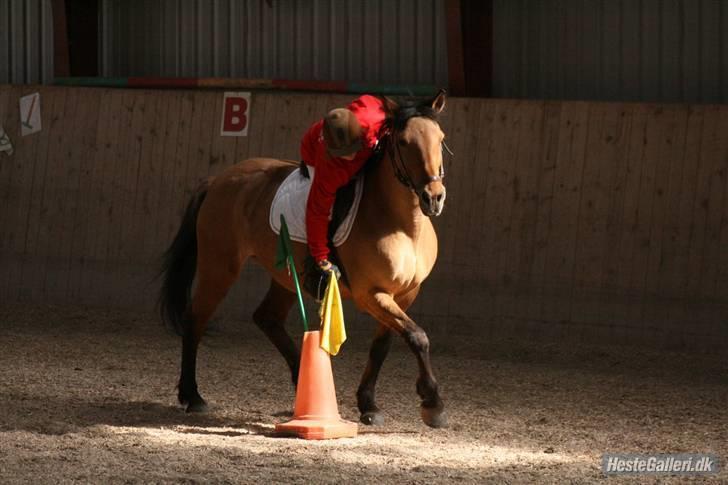 Anden særlig race Flicka billede 6