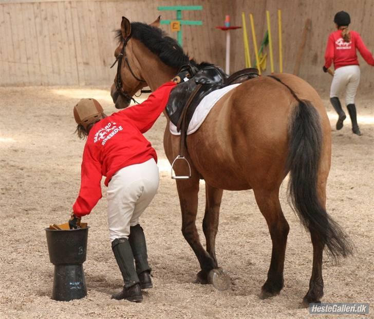 Anden særlig race Flicka billede 7