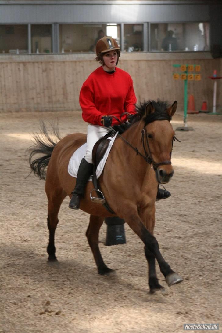 Anden særlig race Flicka billede 9