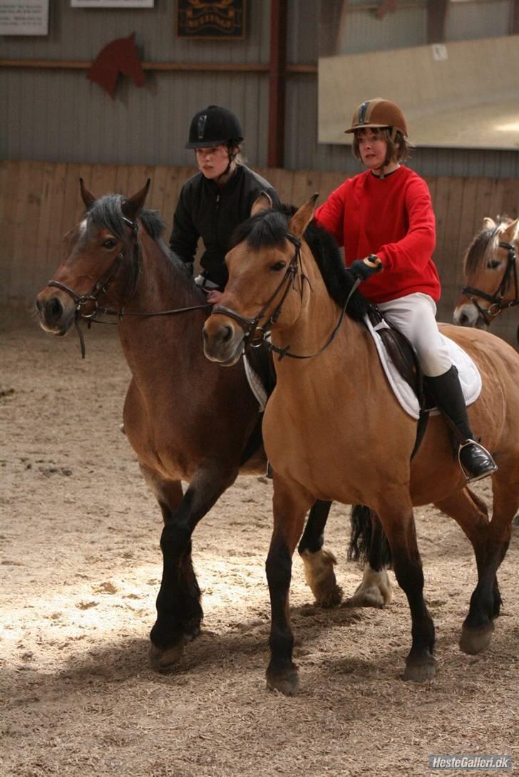 Anden særlig race Flicka billede 10