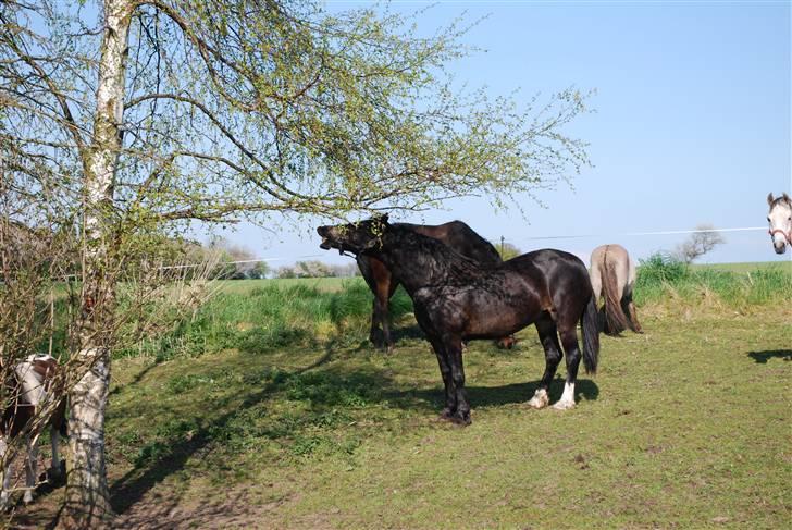 Welsh Cob (sec D) Lindbergs Dawn Impression billede 10