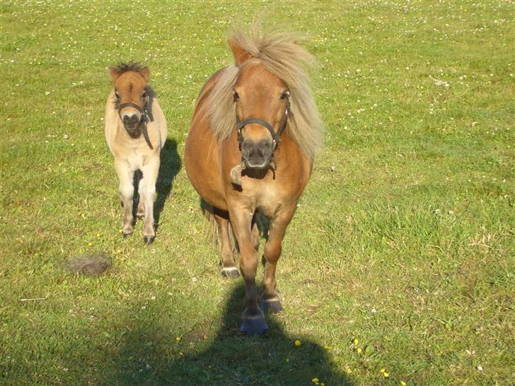 Shetlænder Stjernens miniWimsySOLGT - Vi kommer nu. Mig og mit føl Silje billede 14