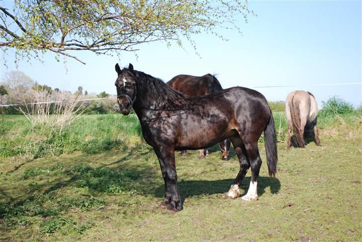 Welsh Cob (sec D) Lindbergs Dawn Impression billede 11