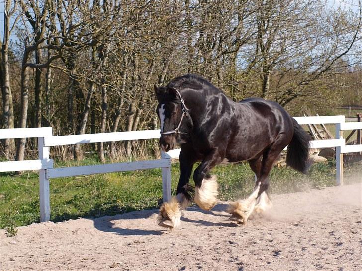 Tinker Logan  billede 15