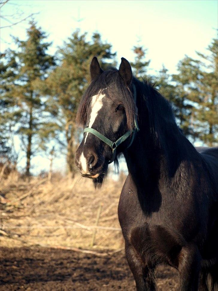 Tinker Logan  - Logan D. 6. marts 2011 billede 16