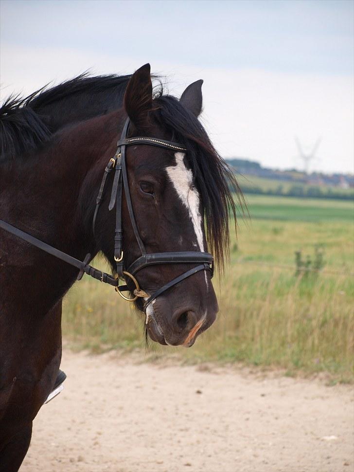 Tinker Logan  billede 18