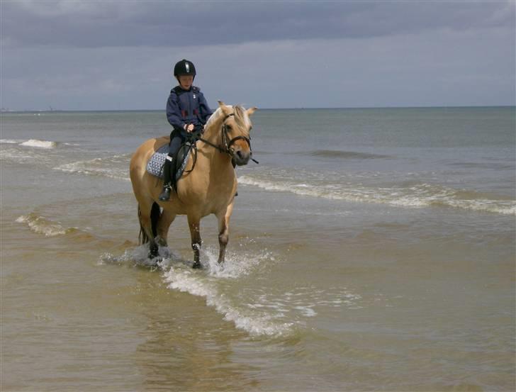 Fjordhest Tulle - så er vi på stranden:o) billede 2