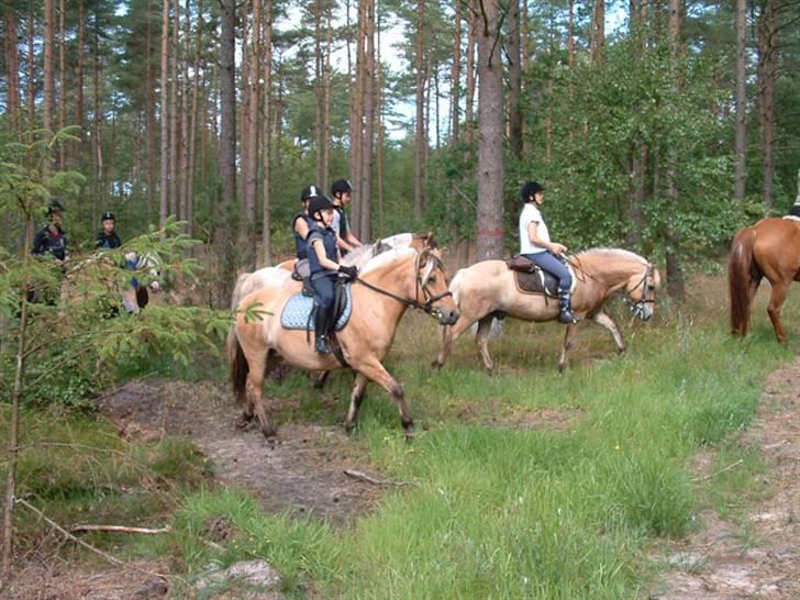 Fjordhest Tulle - Hej alle sammen vi er på 3 dags tur:o)  (2007) billede 4