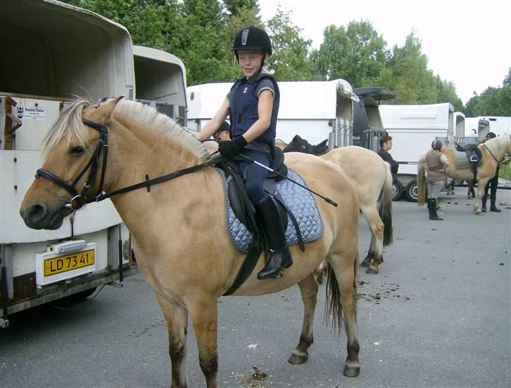 Fjordhest Tulle - på vej til 3 dags tur billede 5
