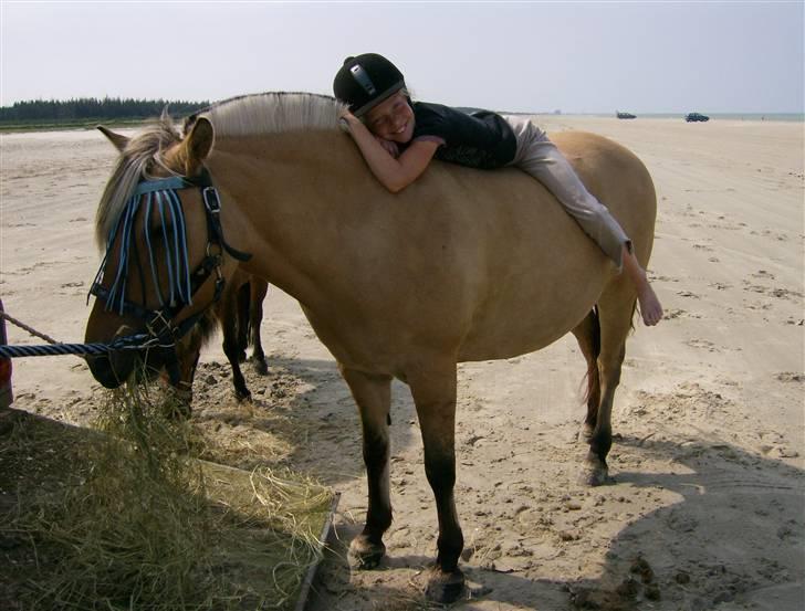 Fjordhest Tulle - her har vi lige været på 3 dags tur billede 6