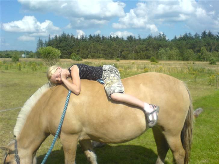 Fjordhest Tulle - Tulle er kommet ned på en mark tæt på stranden  billede 7