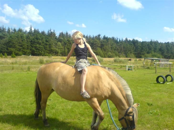 Fjordhest Tulle - så hygger vi igen billede 8