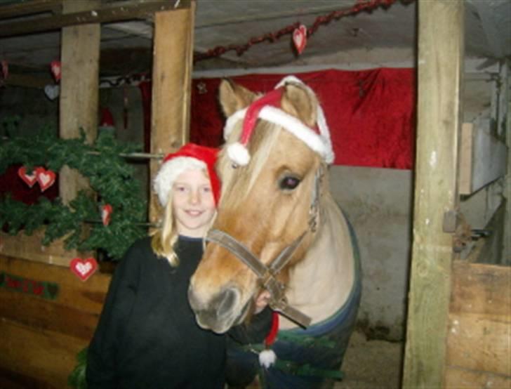 Fjordhest Tulle - Så er der snart jul og vi er klar<3 billede 10
