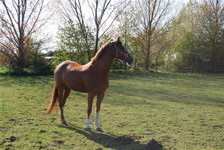 Tysk Sportspony Vanja 2 billede 19