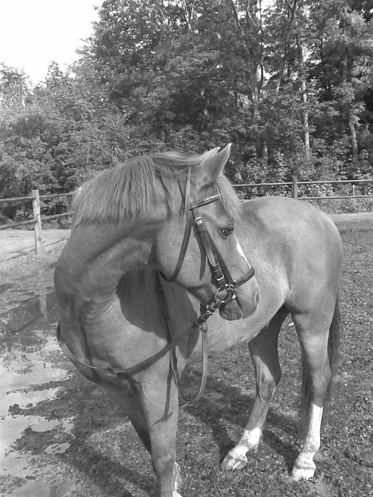 Welsh Pony af Cob-type (sec C) Pennymore Mandalay B-pony - Halløjsa & Welkommen Til Mandalay´s Profil <3 Dette Her er min dejlige 3´er pony Mandalay <3 billede 1