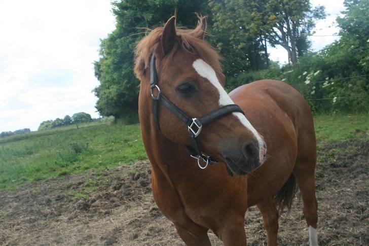 Welsh Pony af Cob-type (sec C) Pennymore Mandalay B-pony - Smukke & søde Mandalay <3<3 billede 2
