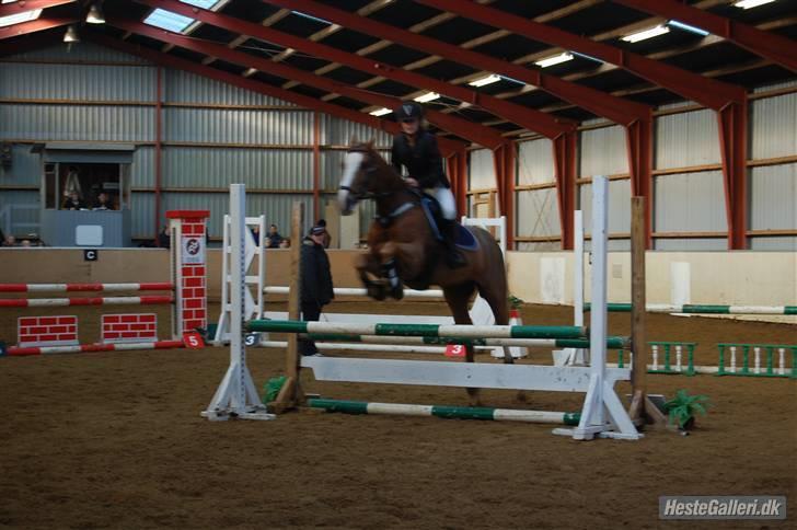 Anden særlig race The Showman - spring billede 13