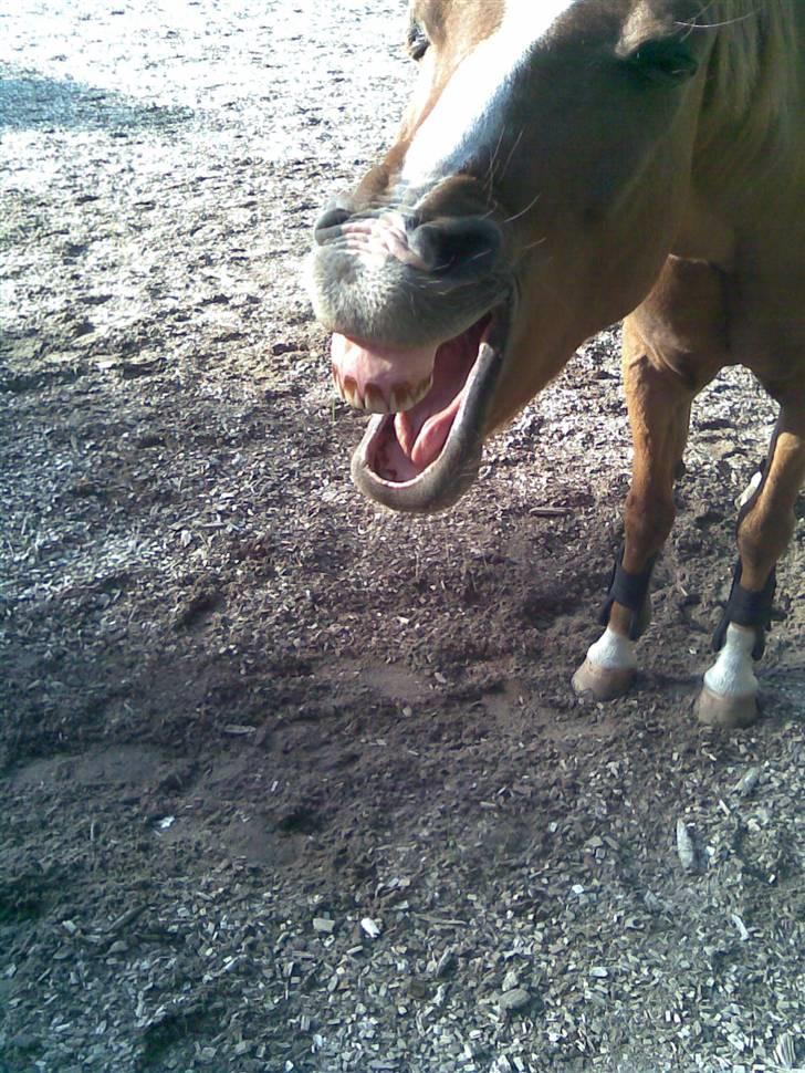 Welsh Pony af Cob-type (sec C) Pennymore Mandalay B-pony - Gaab! Mandalay er vist blevet lidt træt... :) billede 3