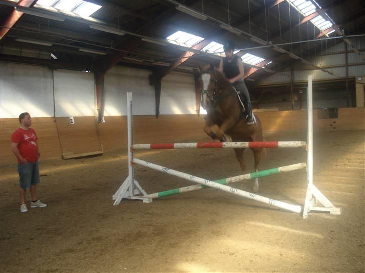 Anden særlig race The Showman - spring:b billede 14