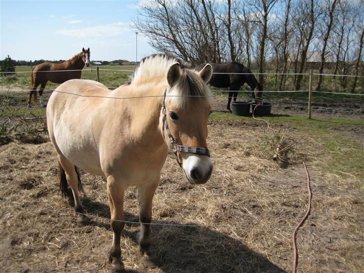 Fjordhest Haldans Jakob - Smukke dreng.. billede 9