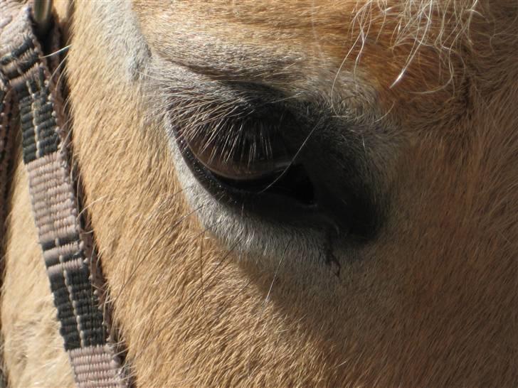 Fjordhest Haldans Jakob - Hans Skønne øje.. <3 billede 10
