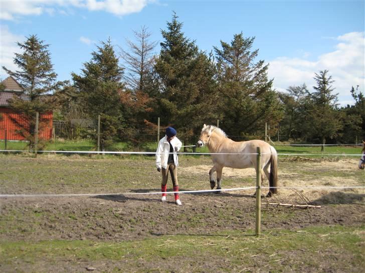 Fjordhest Haldans Jakob - Han er mega stædig.. nogen gange :P billede 11