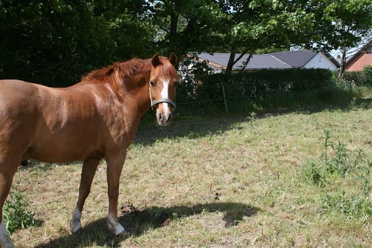 Welsh Pony af Cob-type (sec C) Pennymore Mandalay B-pony - Søde Mandalay<3 billede 6