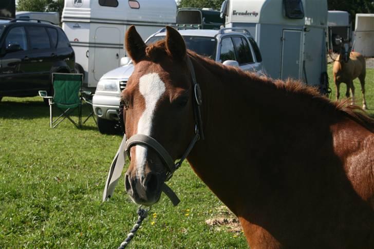 Welsh Pony af Cob-type (sec C) Pennymore Mandalay B-pony - Mandalay fra stævnet i Silkeborg. billede 10