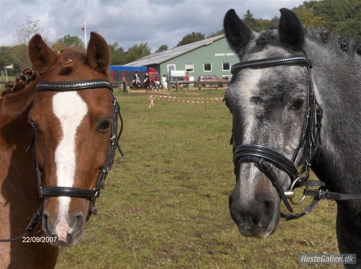 Welsh Pony af Cob-type (sec C) Pennymore Mandalay B-pony - Mandalay og Blackie til stævne sammen<3 De er bare SÅ søde<3 billede 12