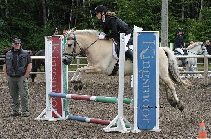 Fjordhest Ricky Lærkedal - klubstævne 2010 billede 6