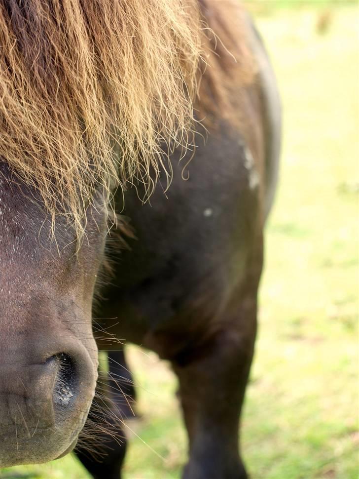 Anden særlig race »LiLLE LABAN« - VELKOMMEN TIL LABANS PROFIL! :D LÆG EN BEDØMMELSE OG VI BEDØMMER TILBAGE!! :D billede 1