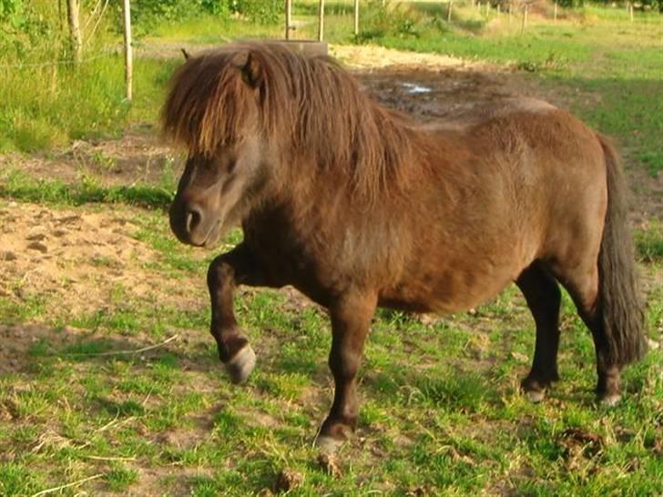 Anden særlig race »LiLLE LABAN« billede 2