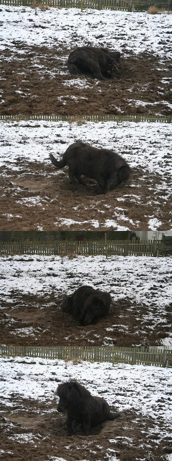 Anden særlig race »LiLLE LABAN« billede 4