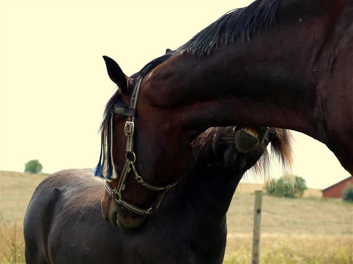 Anden særlig race »LiLLE LABAN« billede 8
