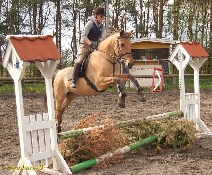 Anden særlig race *HIMMELHEST* elevhest Laban! - 2 maj 2008 billede 16