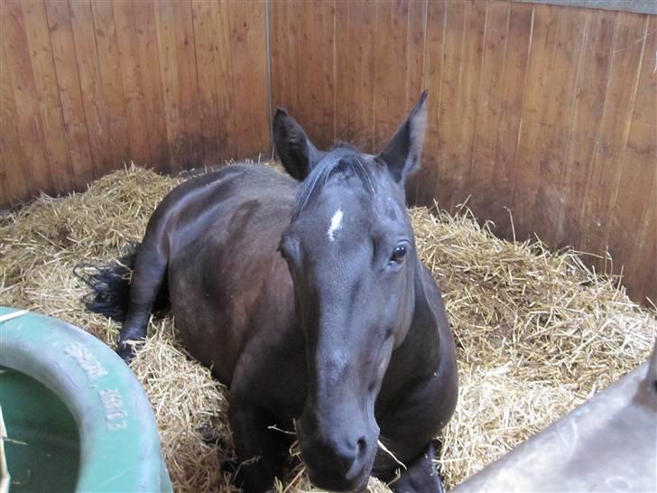 Anden særlig race Esmeralda <3 †18/11-10† - Min lille engel ligger og slapper af i sin boks billede 16