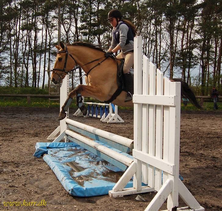 Anden særlig race *HIMMELHEST* elevhest Laban! - 2 maj 2008 billede 17
