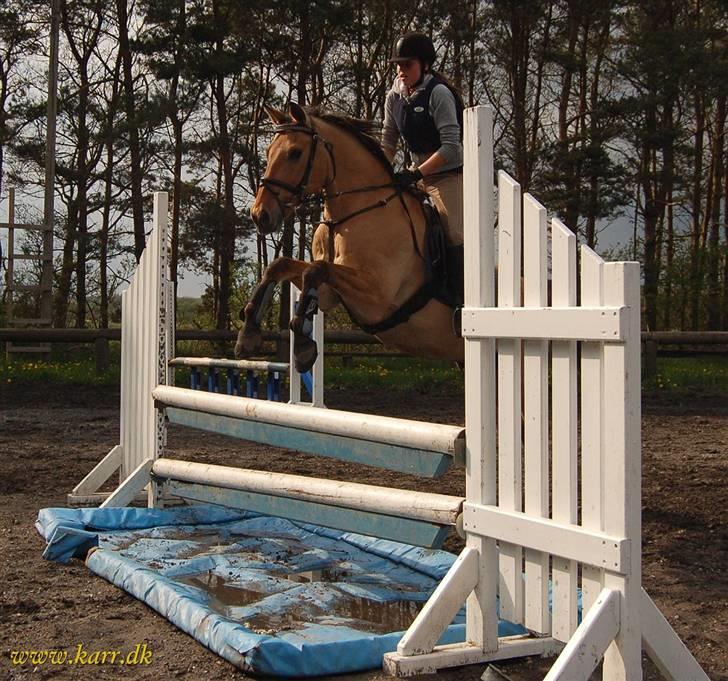 Anden særlig race *HIMMELHEST* elevhest Laban! - 2 maj 2008 billede 18