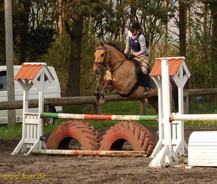 Anden særlig race *HIMMELHEST* elevhest Laban! - 2 maj 2008 billede 19