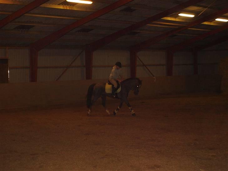 Hollandsk Sportspony Chico :* <3 - Jeg elsker dig min prins!  billede 8