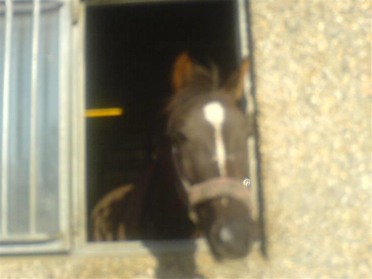 Hollandsk Sportspony Chico :* <3 billede 9