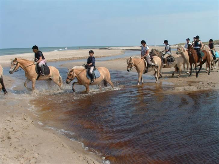 Fjordhest Tulle - 3 Dags tur   Elsker min Tulle(2007) billede 12