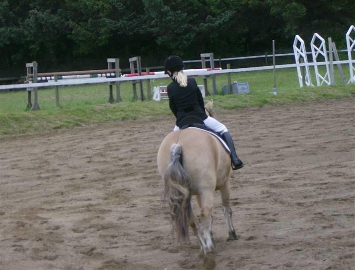 Fjordhest Tulle - så er vi på op varmnings banen billede 13