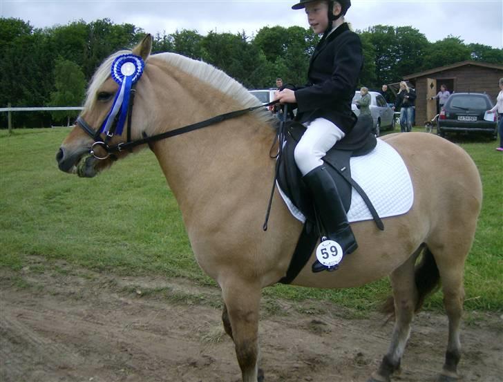 Fjordhest Tulle - er vi bare gode? billede 14