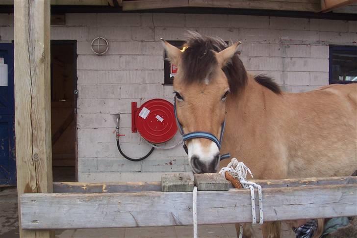 Anden særlig race Tyson <3 Miss ya' <3 - Nårhh hvor ser du sød ud. billede 17