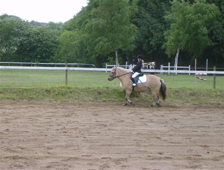 Fjordhest Tulle - til stævne billede 15